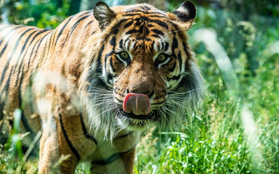 London Zoo entrance and surrounding Regent's Park in central London