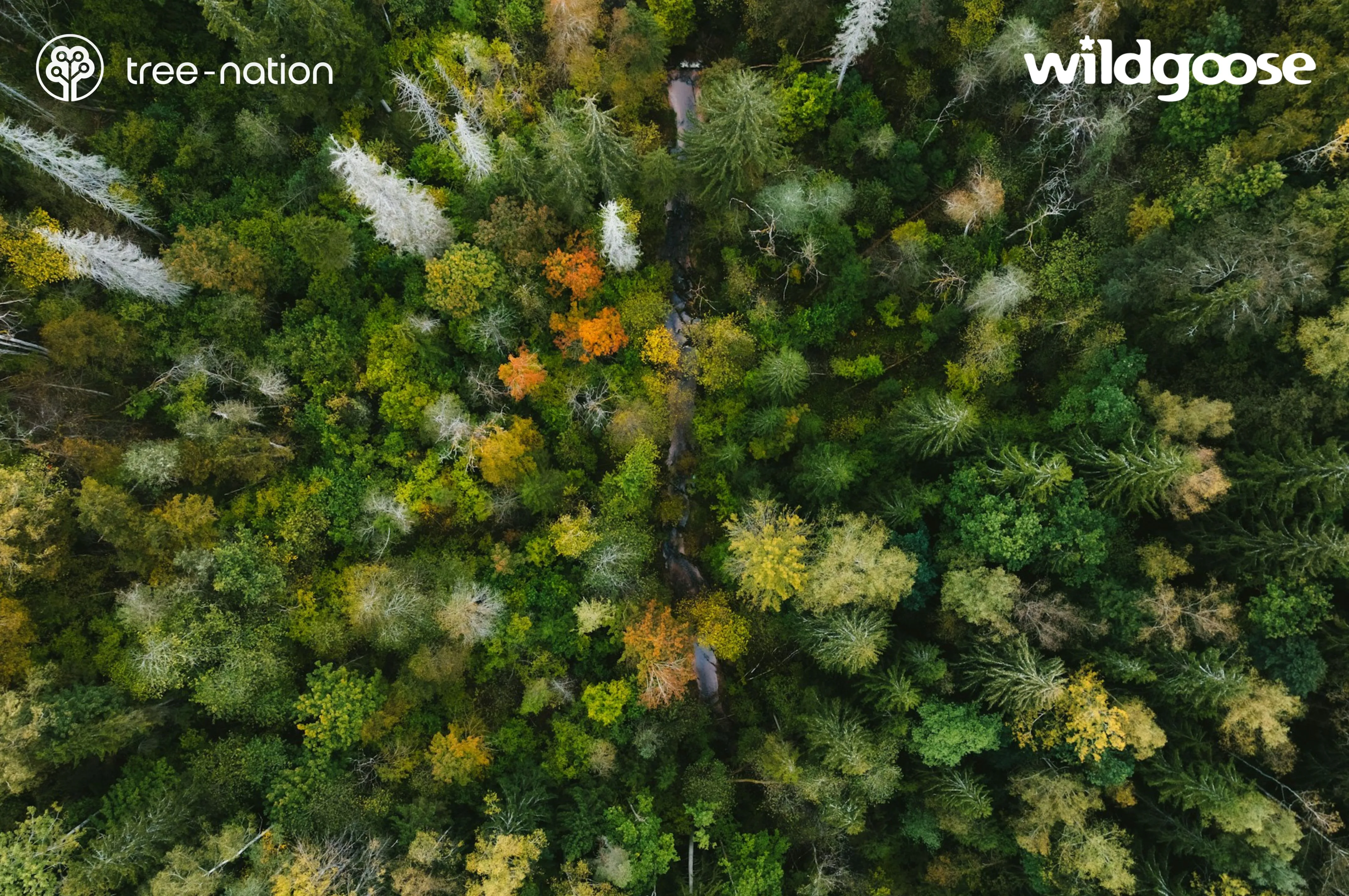 Luchtfoto van een gemengd bos met een beek die door het bladerdak loopt, voorzien van de logo's van Tree-Nation en Wildgoose.
